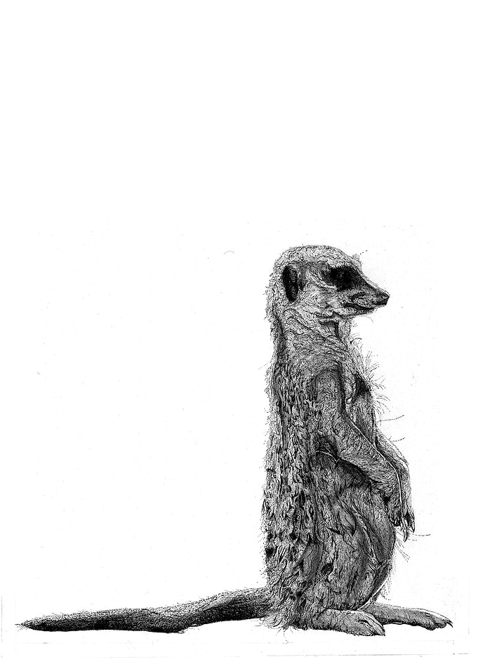 Meerkat