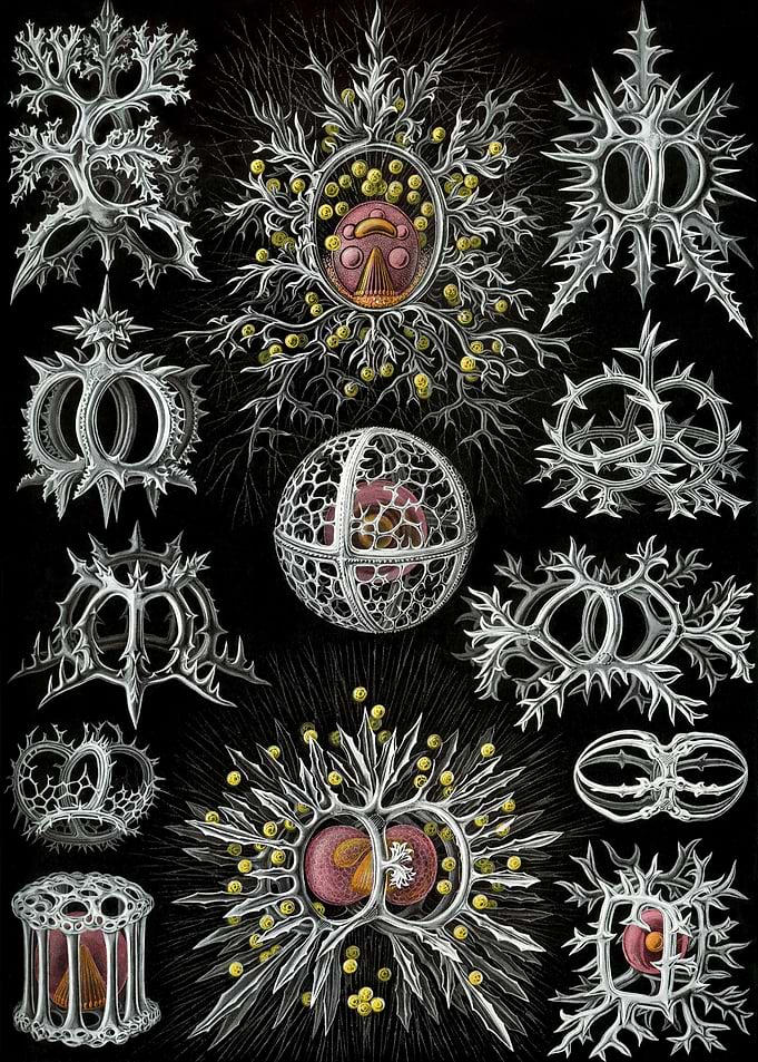 Radiolarian Stephoidea