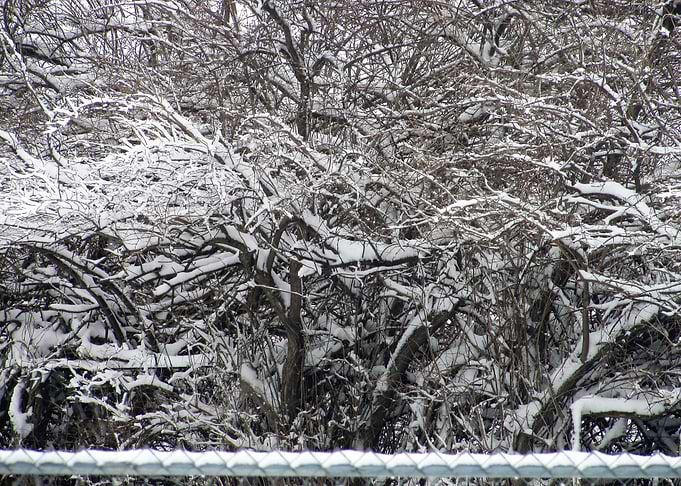 Trees
