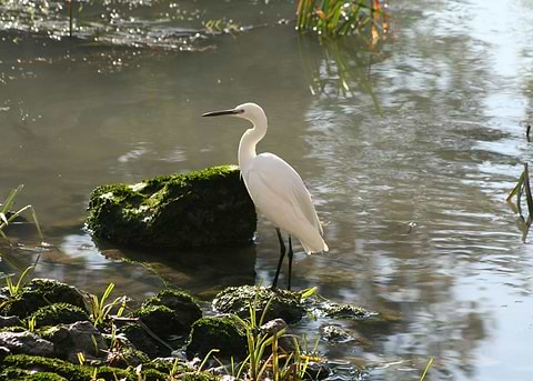 White Egret