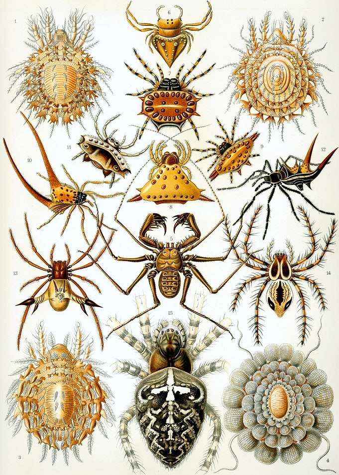 Arachnid Arachnida