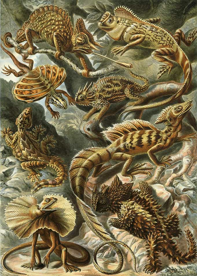Lizard Lacertilia