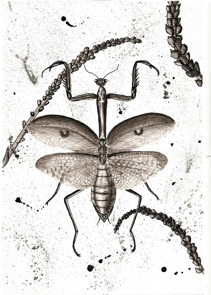 Praying Mantis Watercolor