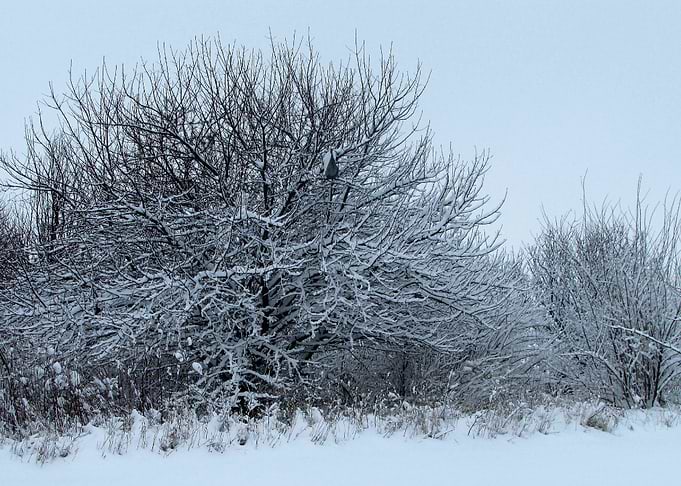 Trees