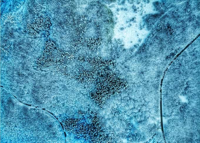 Winter forest