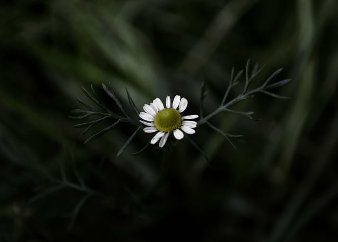 Botanical Still Life Chamo