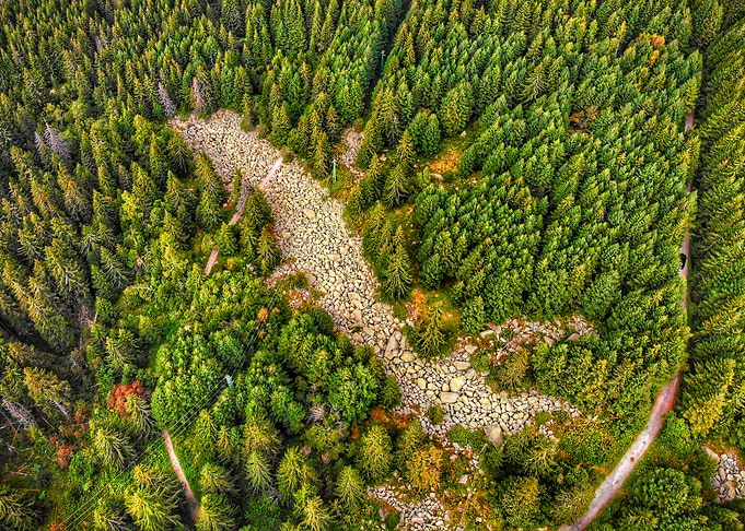 Forest with stones