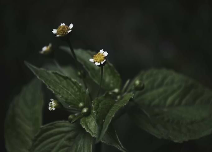 Botanical Still Life