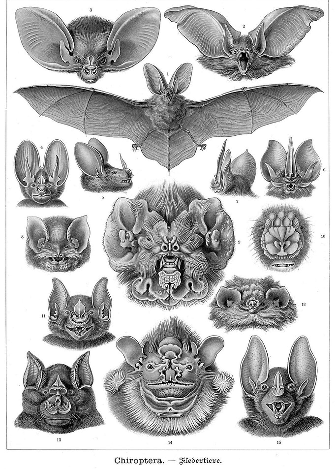 Bat Chiroptera