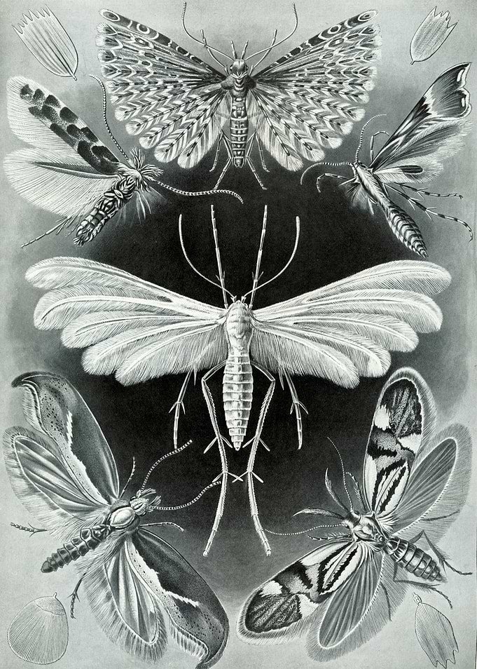 Moth Tineida