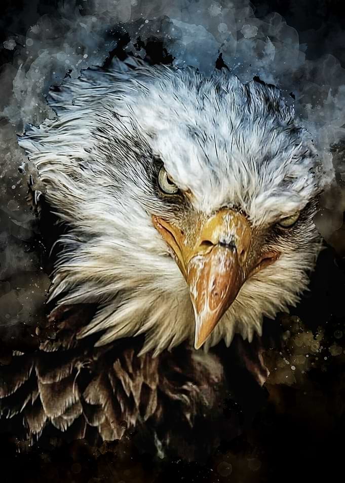 Eagle head