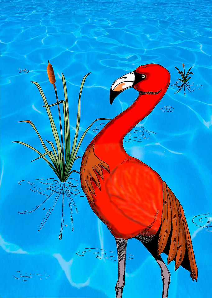Flamingo Chillin