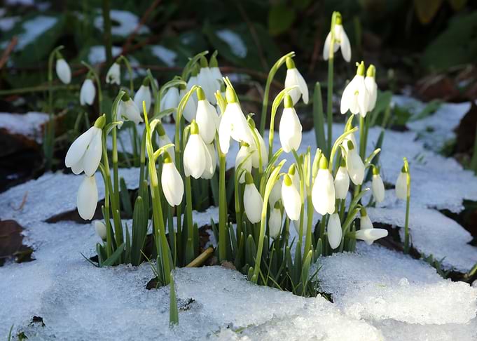 Snow Drops