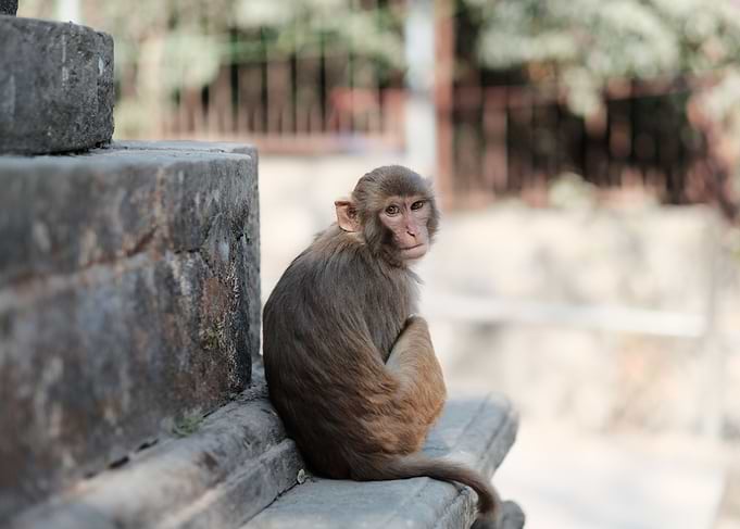 Monkey Boy
