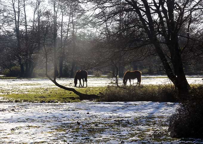 Horses in New Forest
