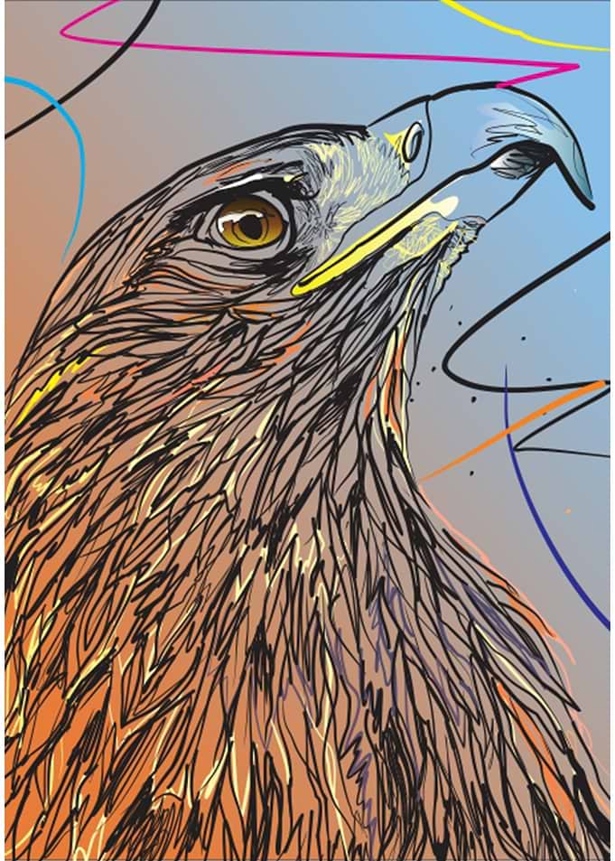 Hawk