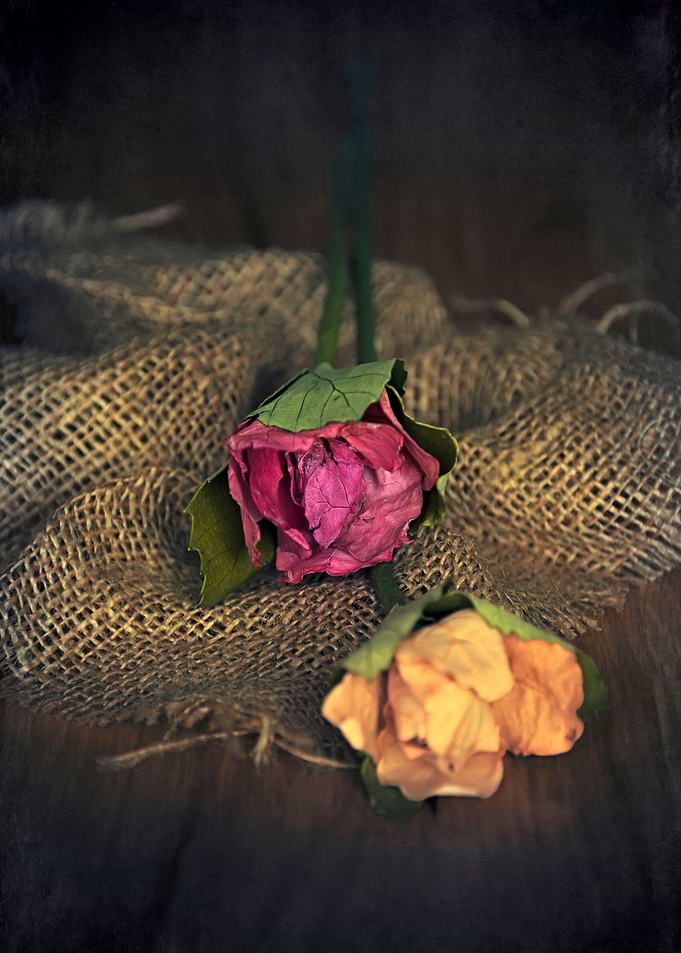 Roses