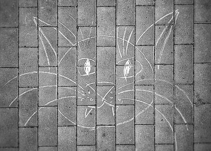Drawing cat