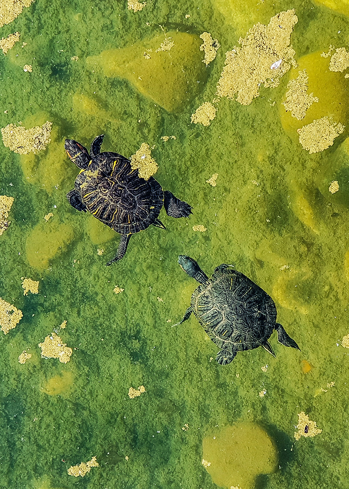 Turtles in lake