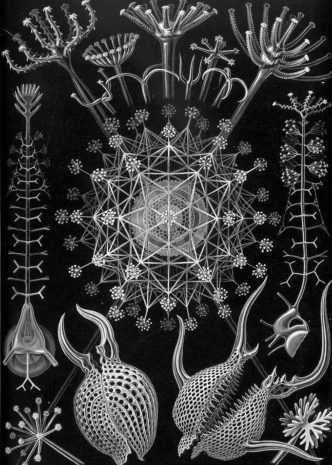 Phaeodaria