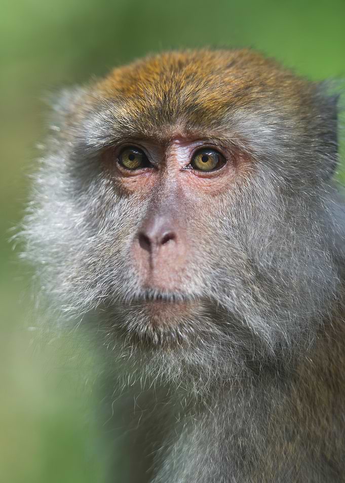 monkey