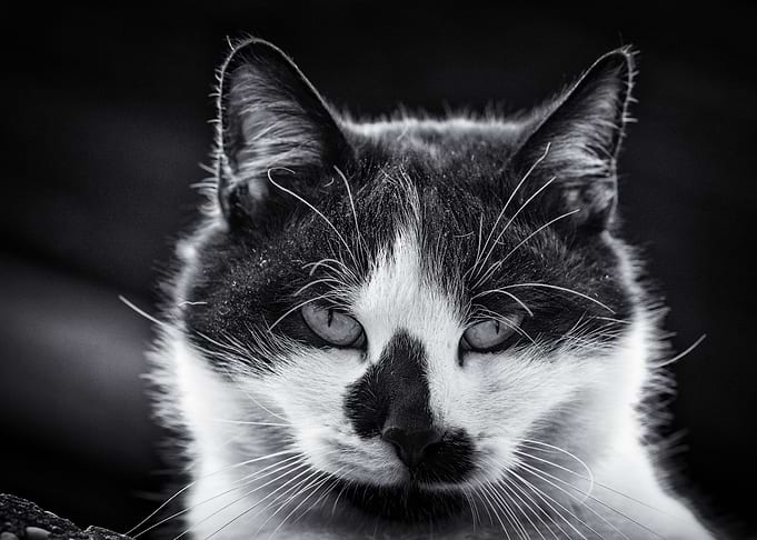 CaTo