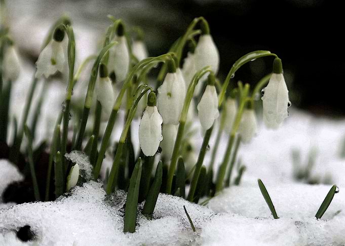 Cold Snow Drops