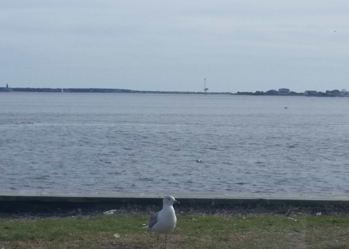 Seagull by the Sea