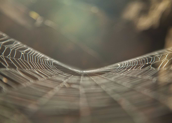 The Web