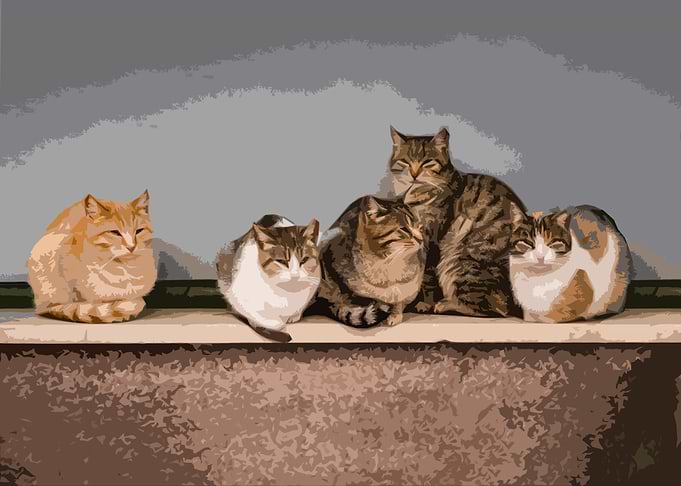 Art cats