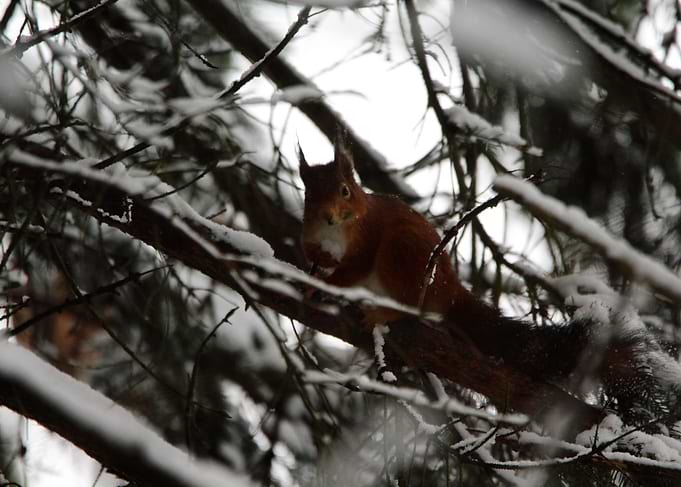 the squirrel