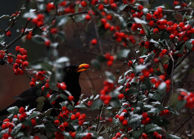 The black bird