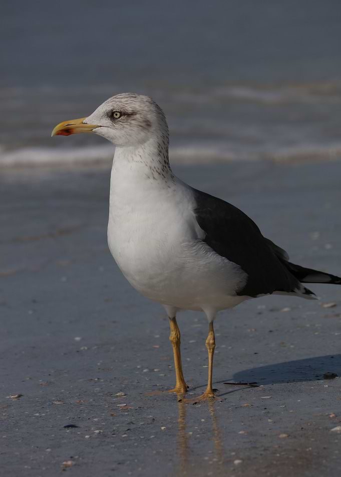 Gull Life