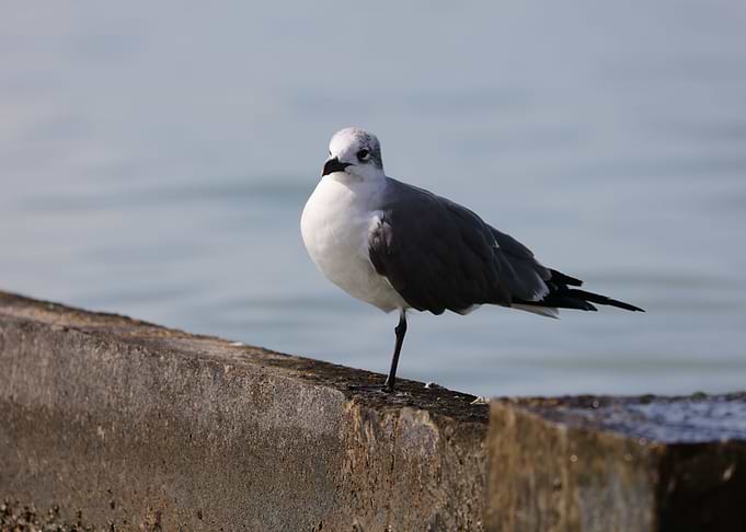 Gull
