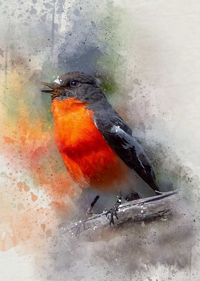 Red belly bird
