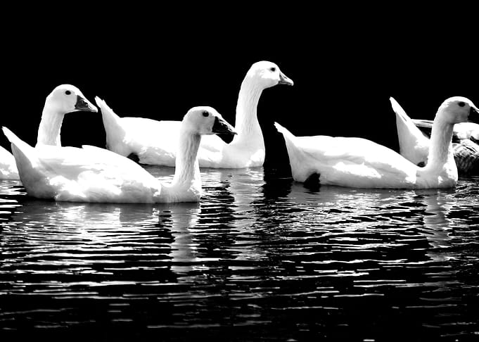 Ducks
