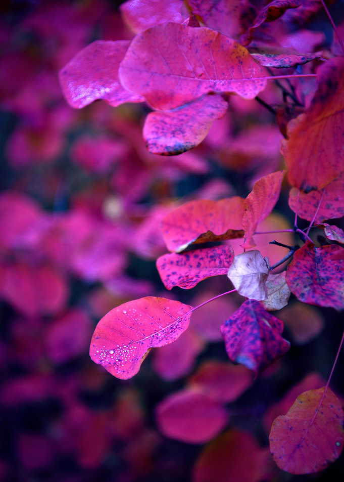 Morning Dew