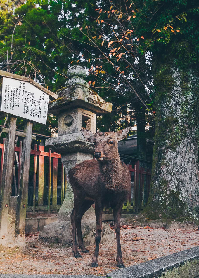 Japanese Deer