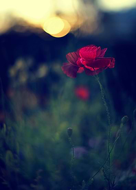A Wild Poppy Flower