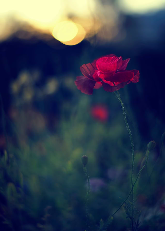 A Wild Poppy Flower