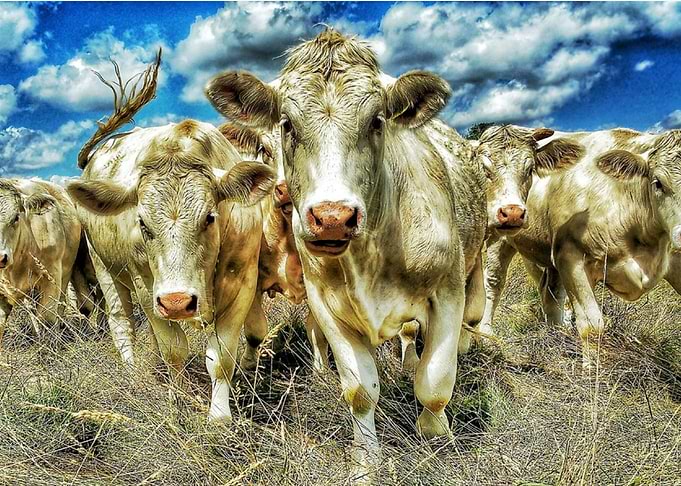 Cowzone