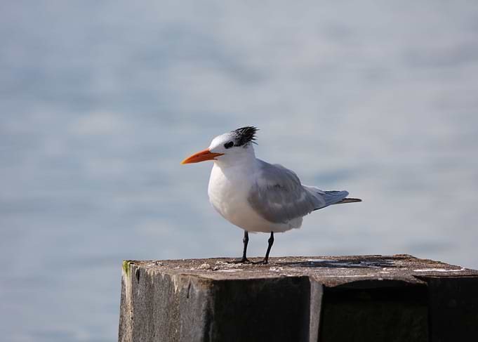 Royal Tern