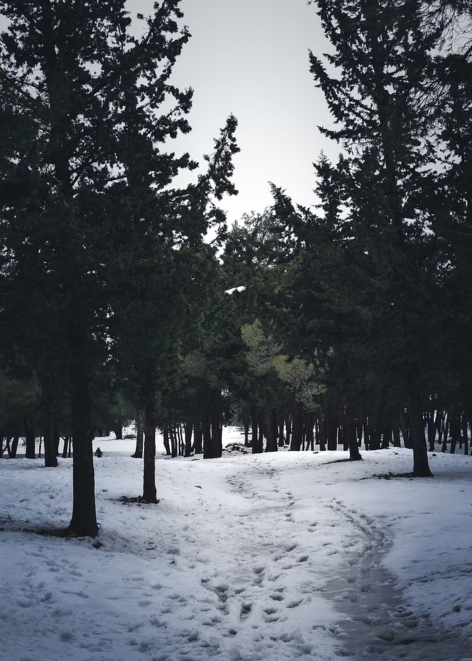 Snow Forrest
