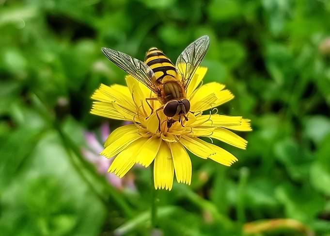 A bee on the flower