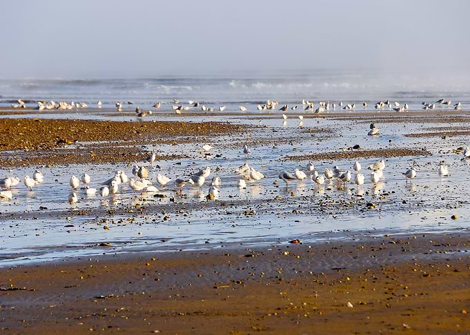 Flying Seagulls