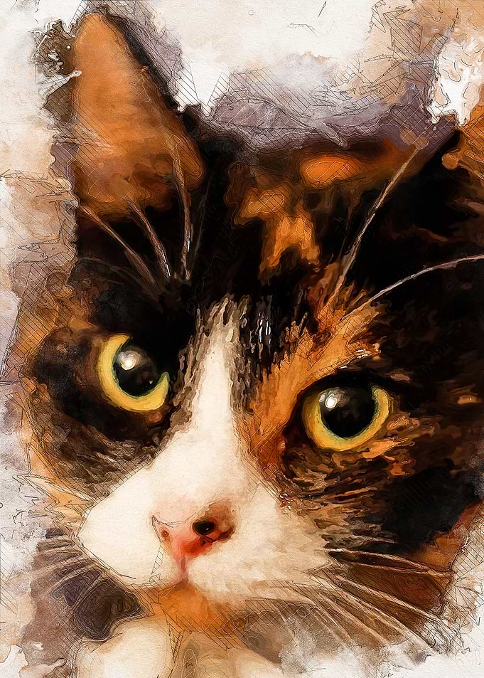 Cat Stefcia