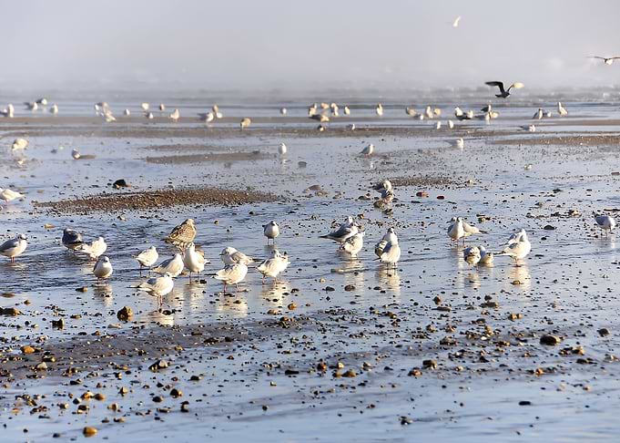 Flying Seagulls