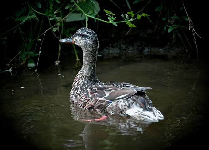 Duck