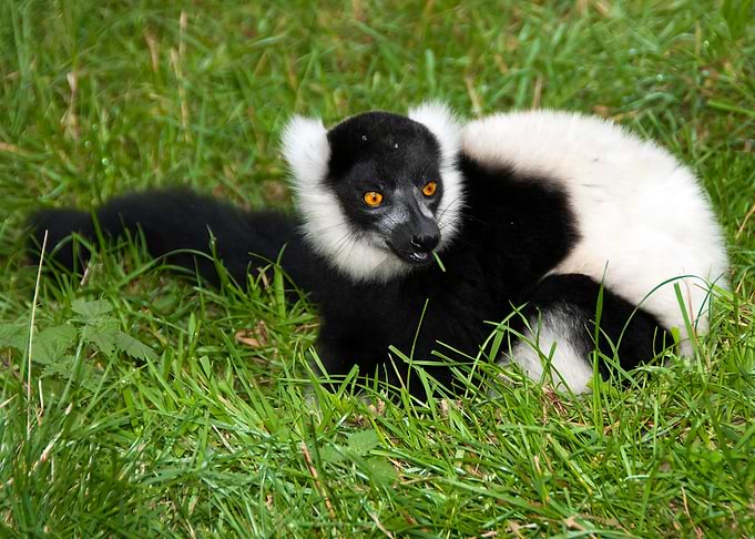 Lemur