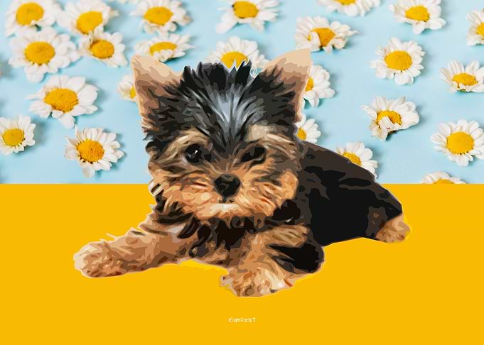 Yorkshire Terrier